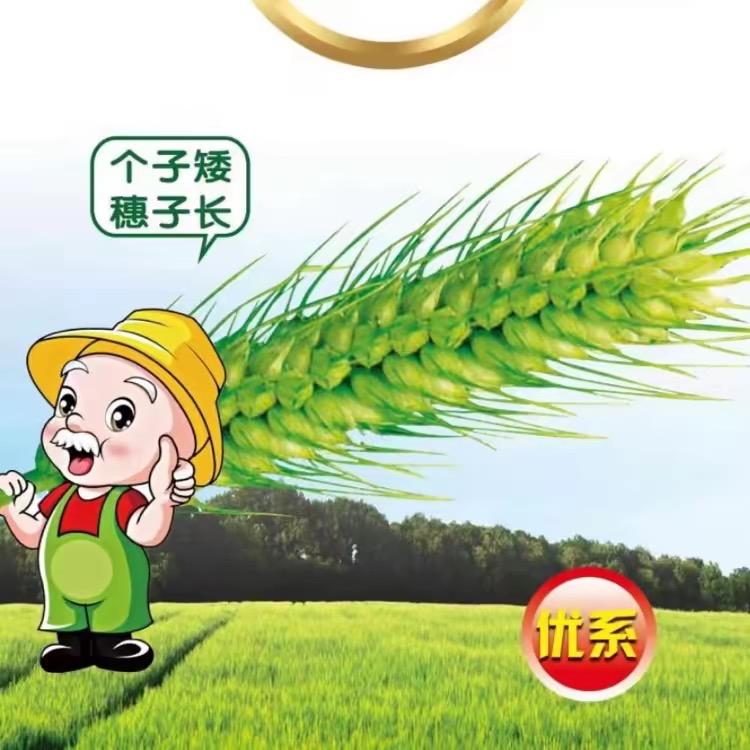国欣秋乐种业