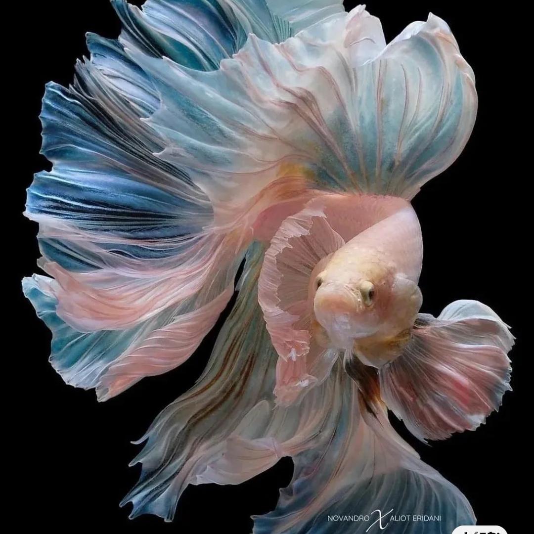 角斗士水族馆