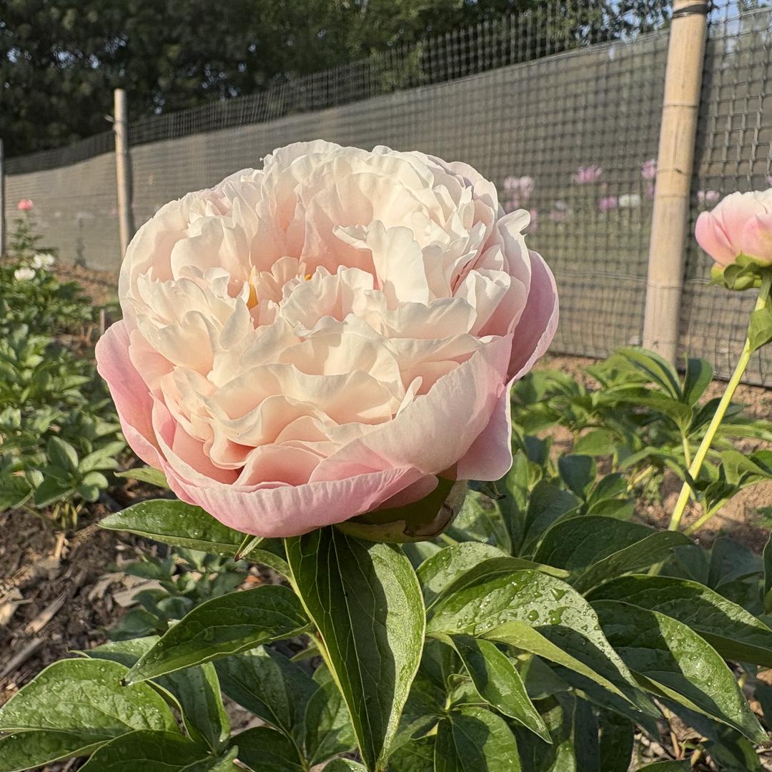 菏泽村檑园艺