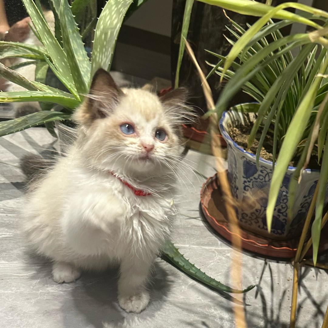 Lu🌸