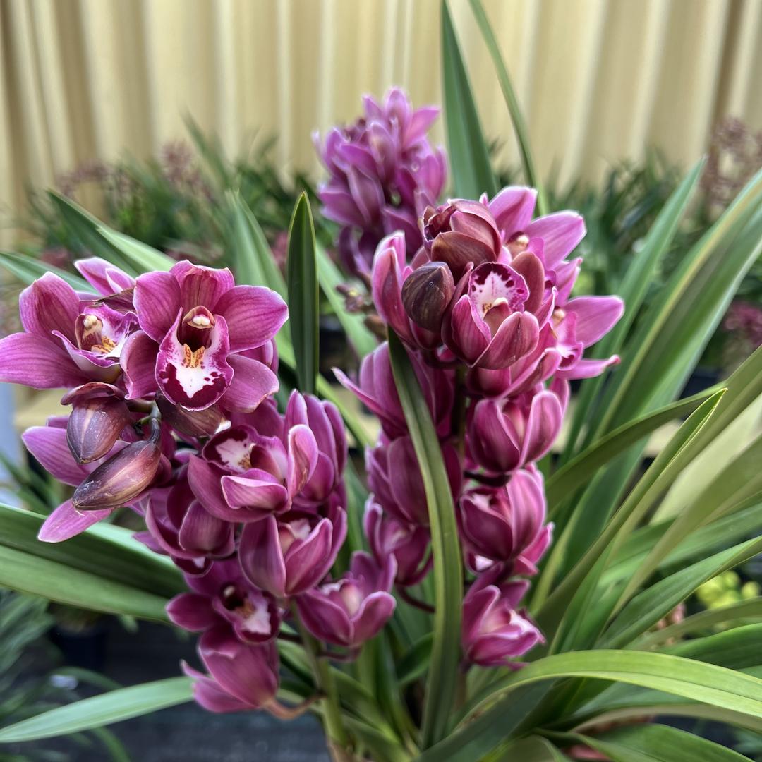 珍爱花卉