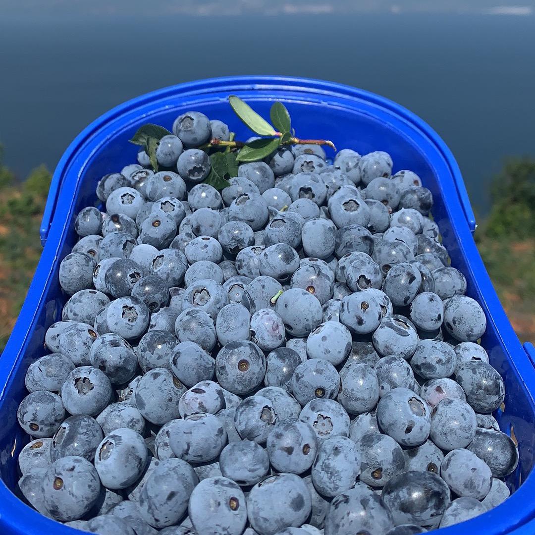 澄江果鲜优品