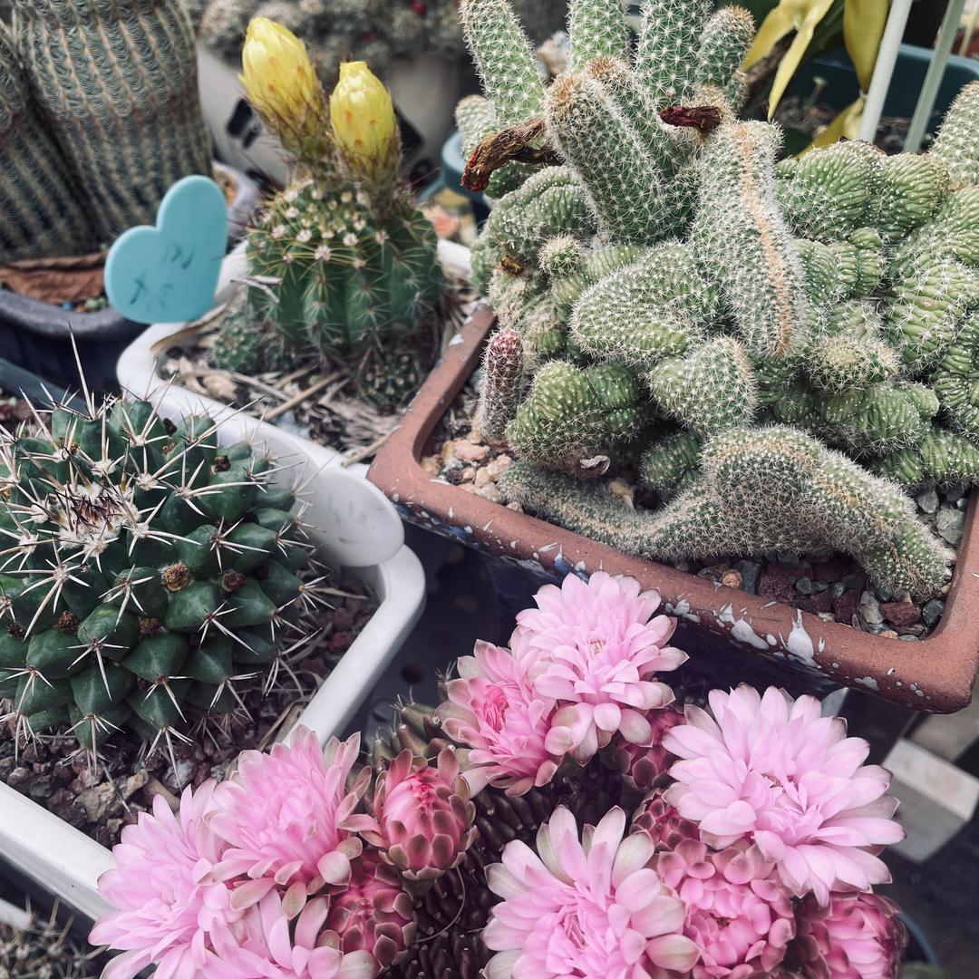 秋花落叶