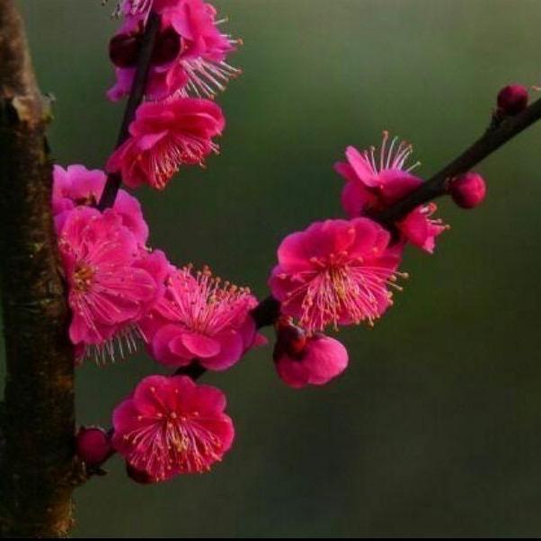 爸爸家