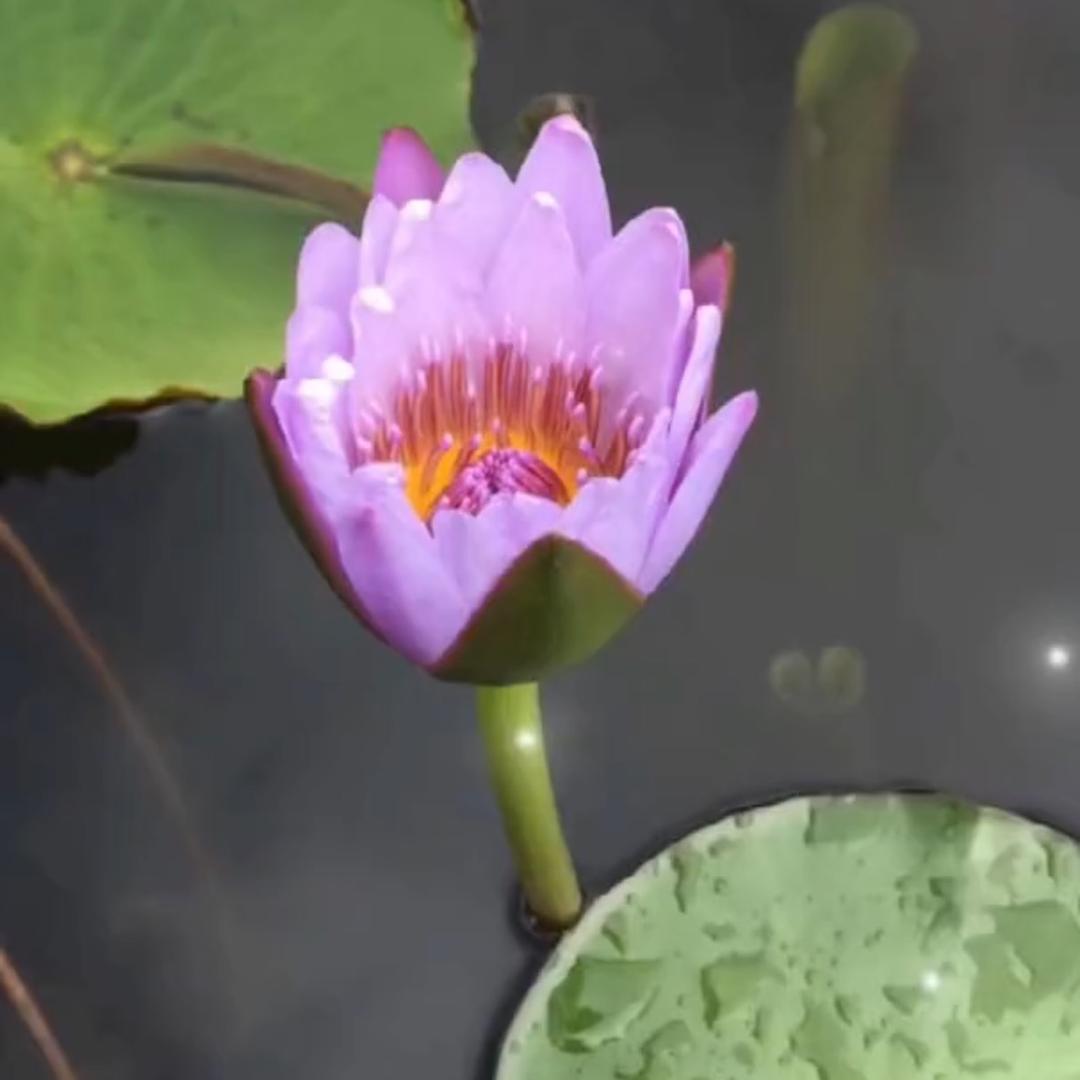 东林仁