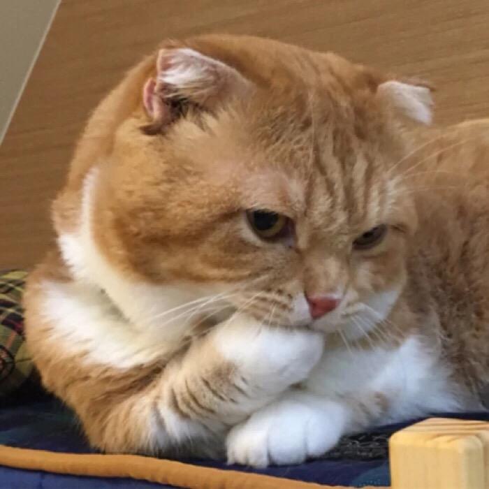 廉价情歌
