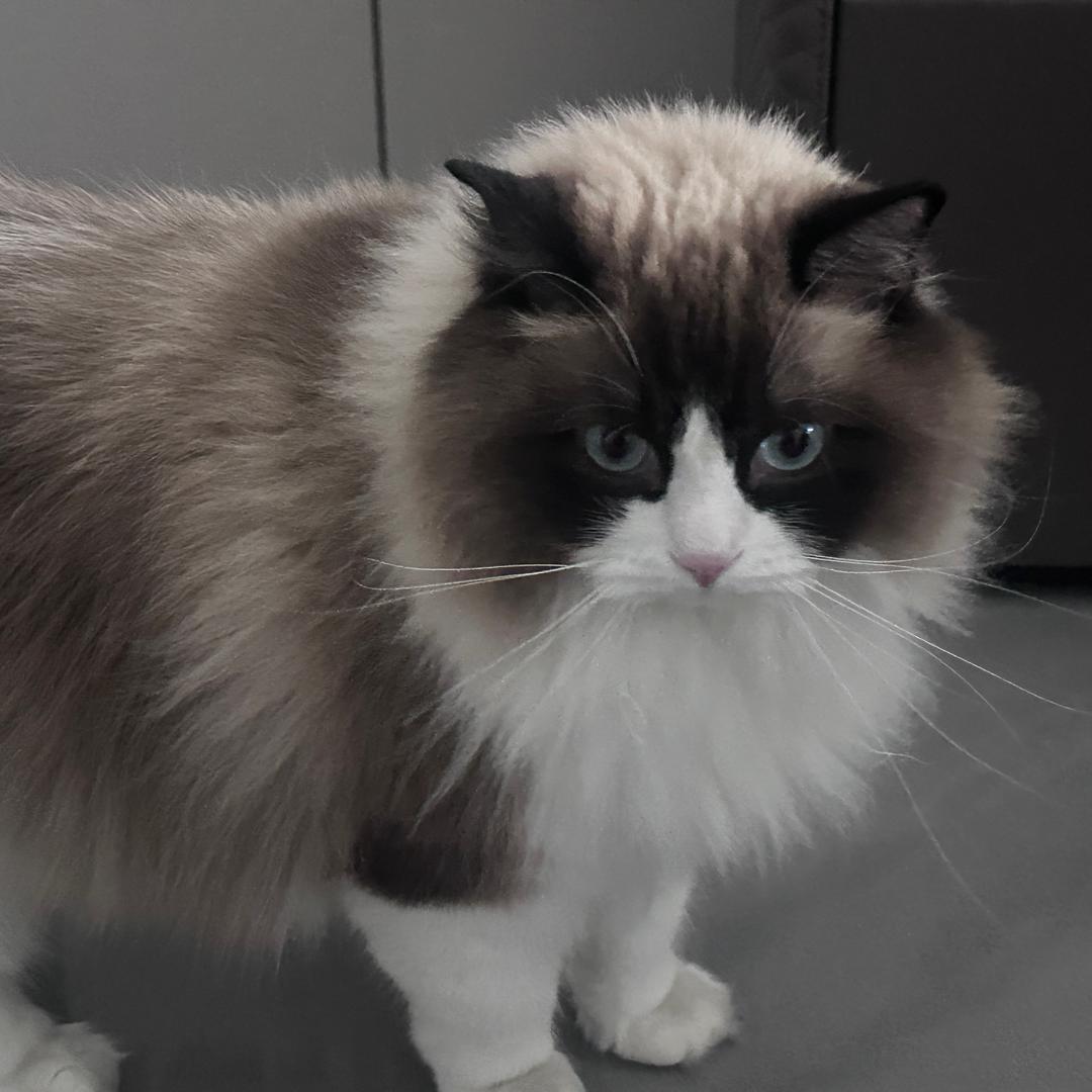 广林朋鸟