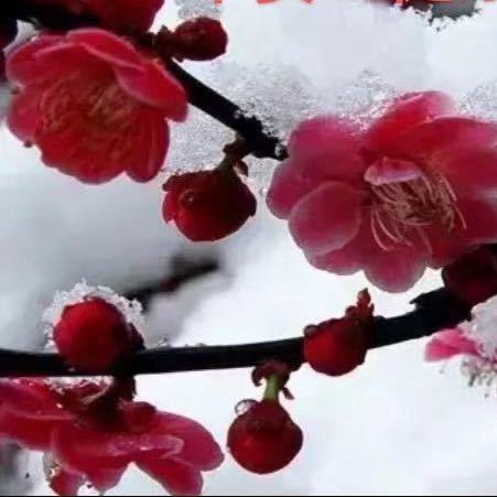 梅子