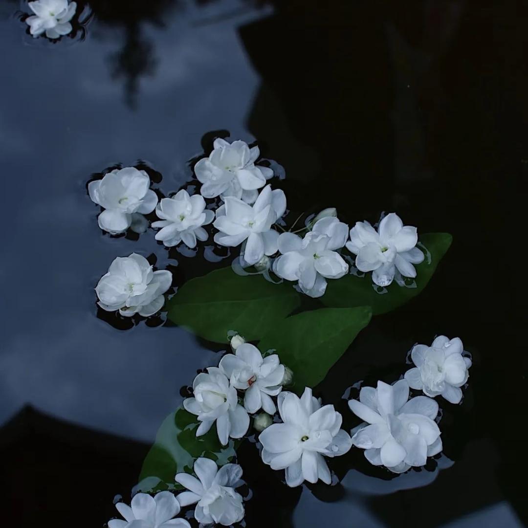 乐派家居鲜花