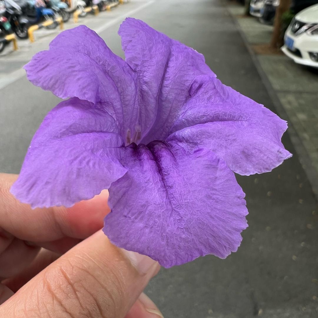 菊花君剪辑湿