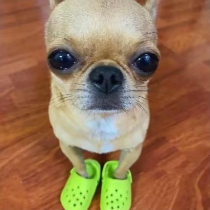 鹿鹿鹿鹿