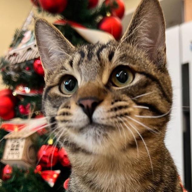 牵牵猫猫侠