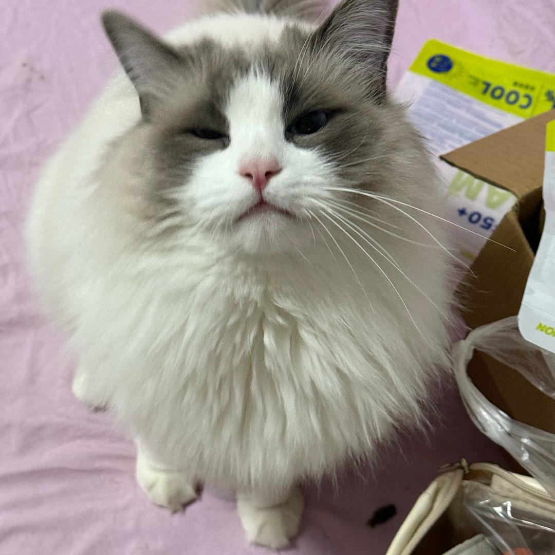 多泡🐈