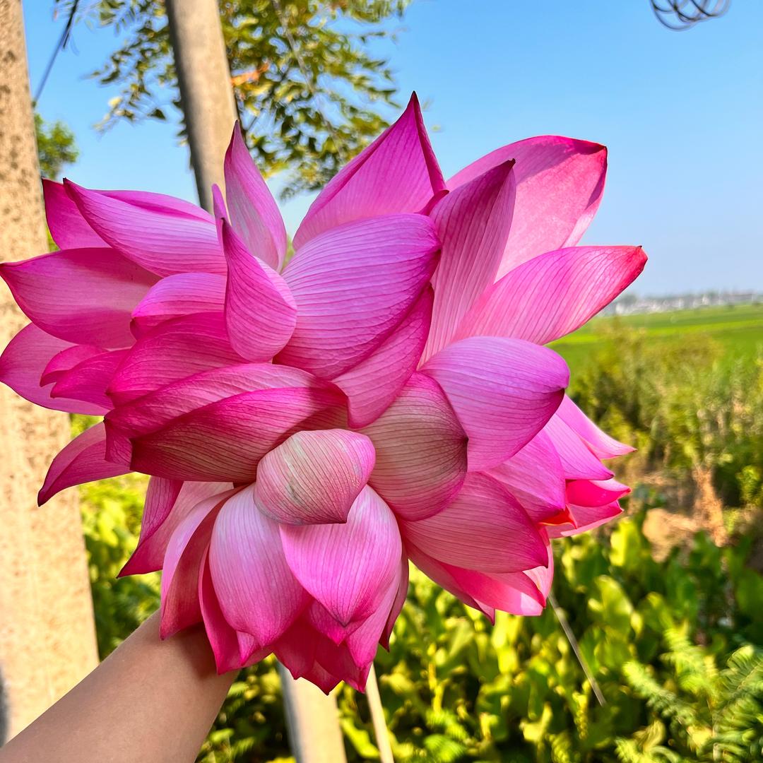 三宝麻麻