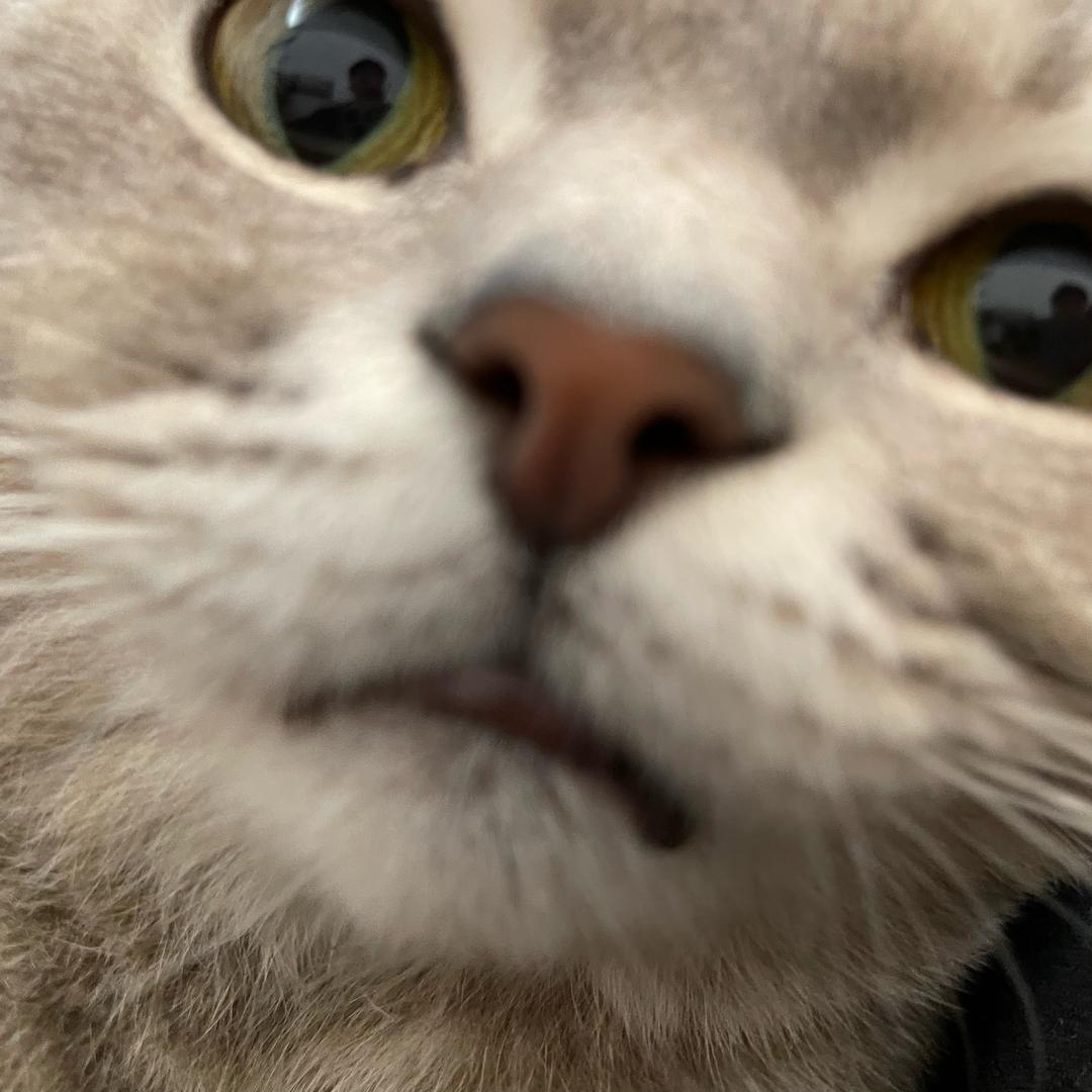 Andi
