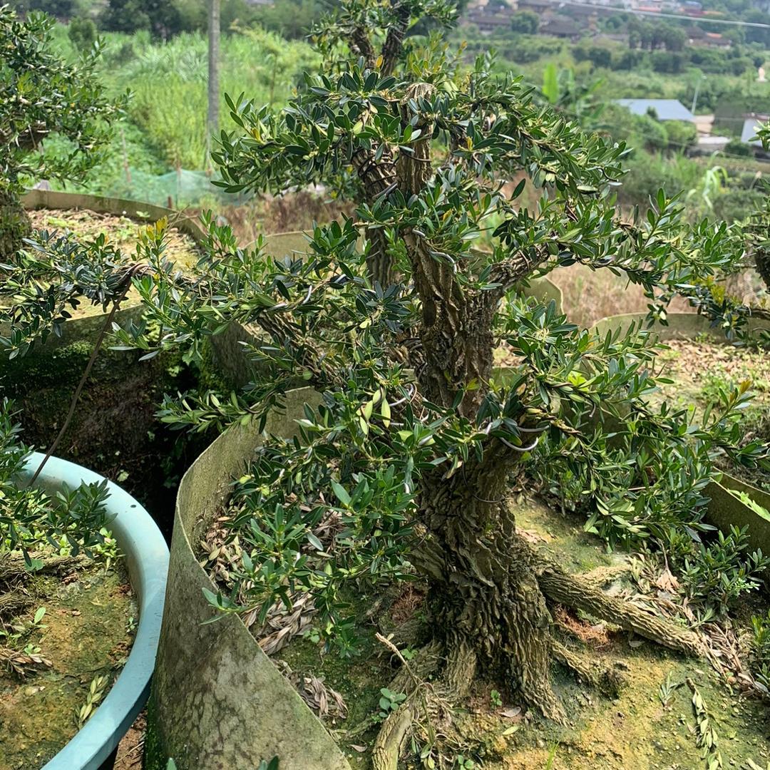 泽铭花卉种植场