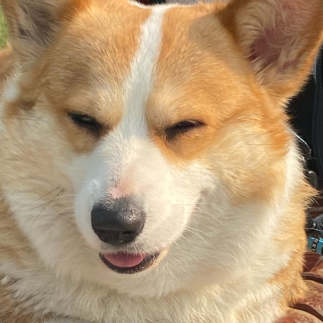 多多不是八嘎