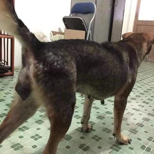宠之情