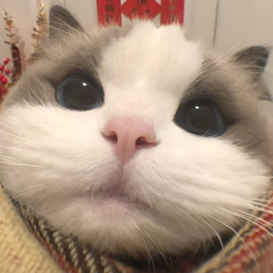 GOOD猫咖官方号