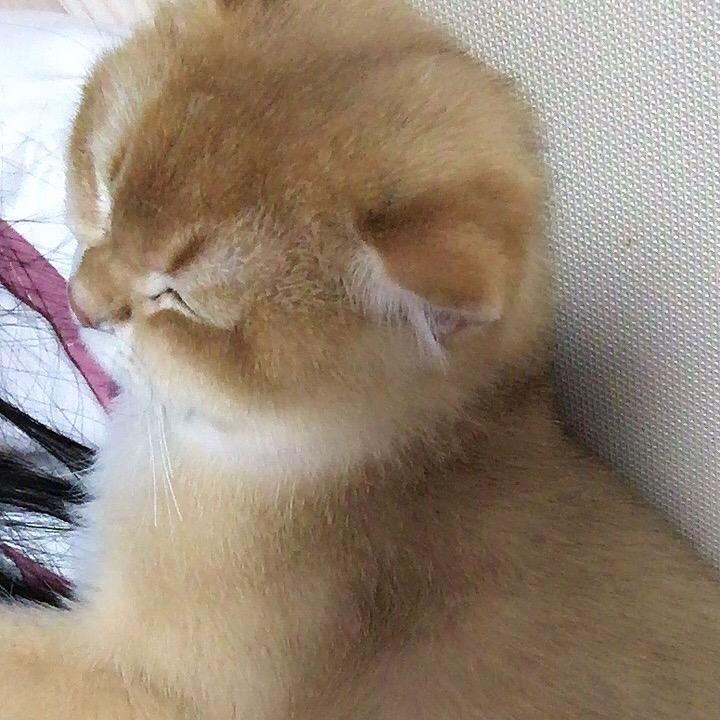 赵火火