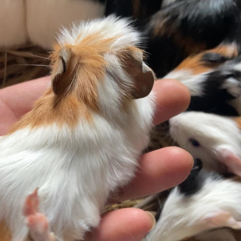 荷兰猪豚豚鼠