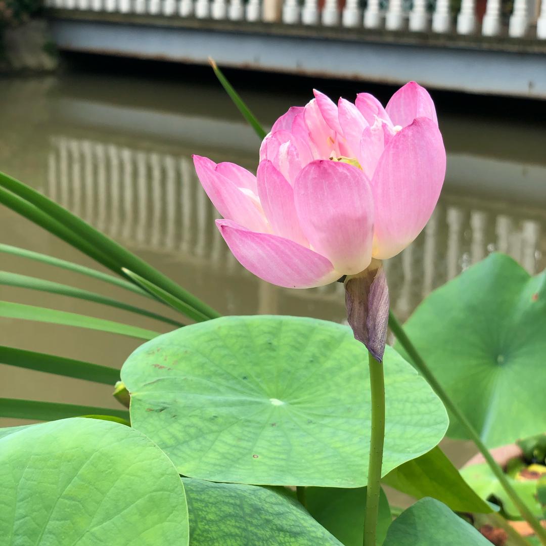 凯西