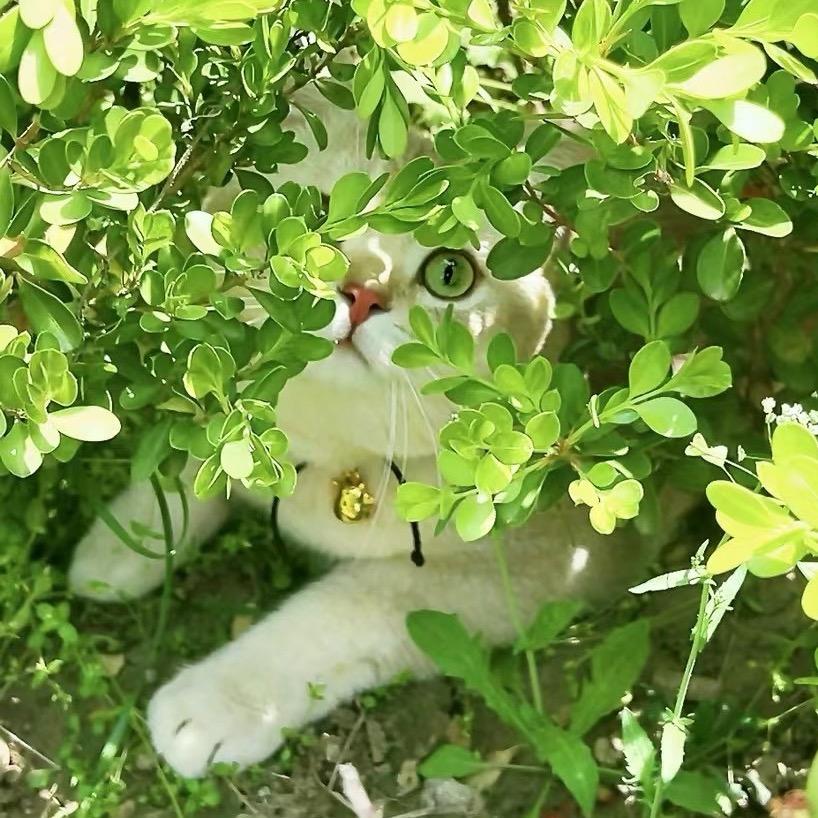 离个啷