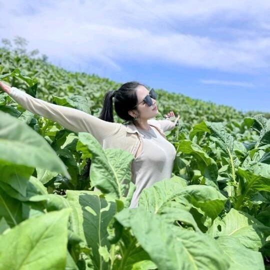 小洁种烤烟