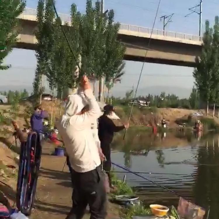 锋锋鱼池