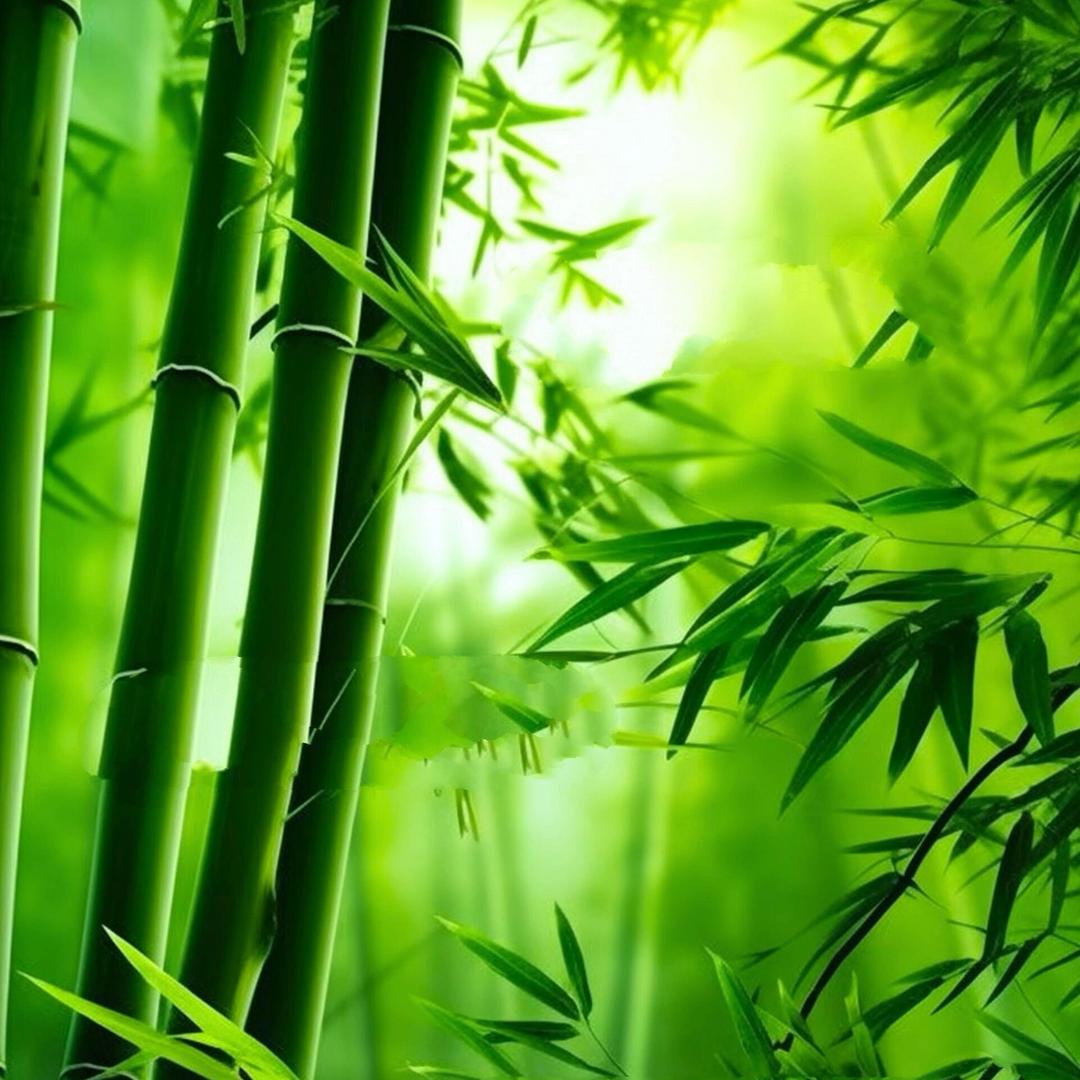 彬彬🎋