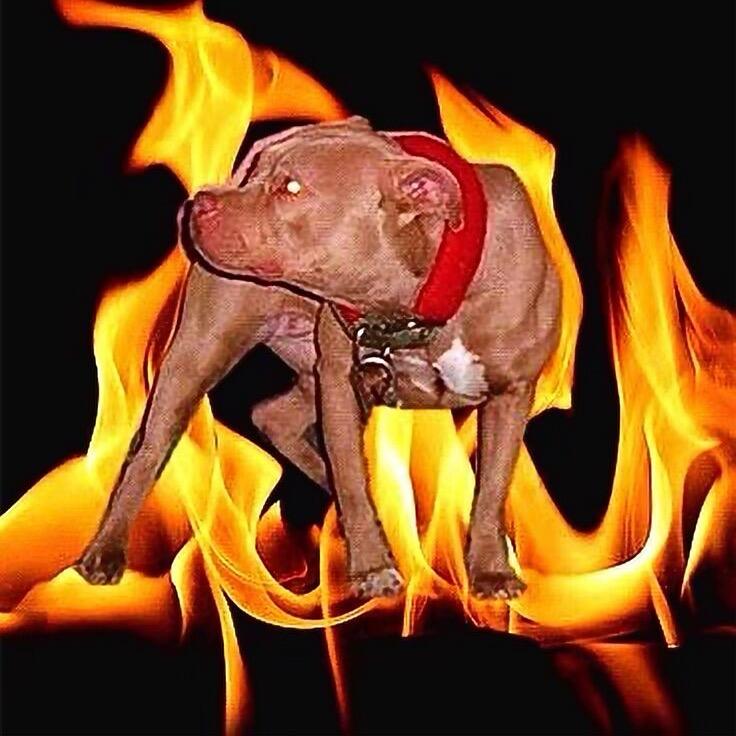 竞技犬用品与保健