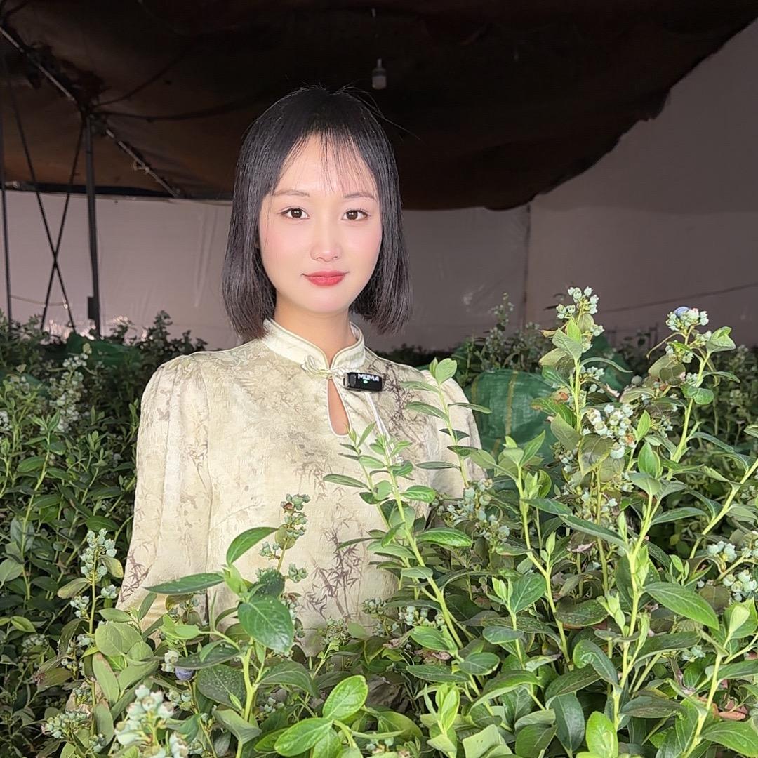 高原花香蓝莓苗优选