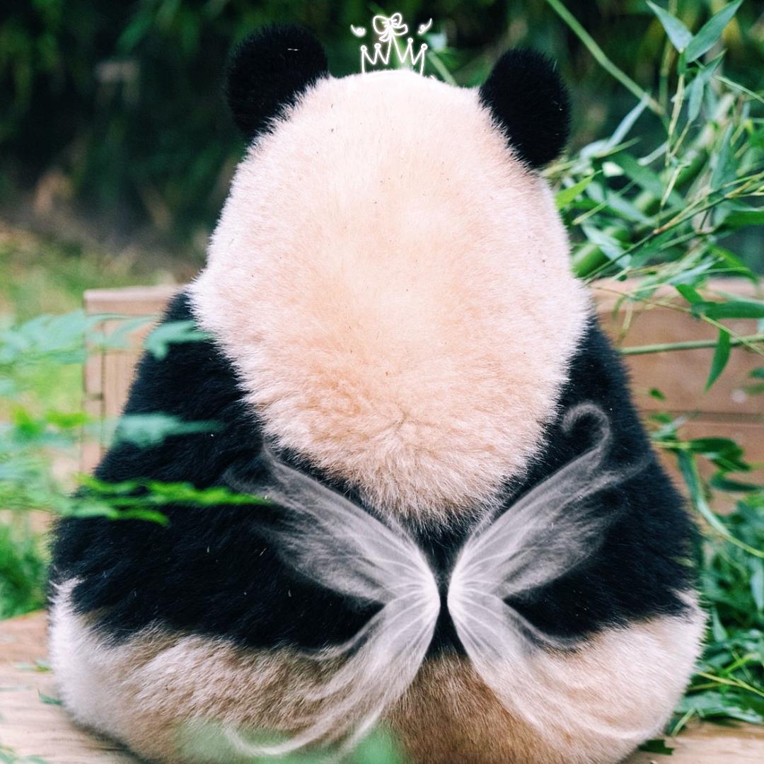 奶bao不知熊