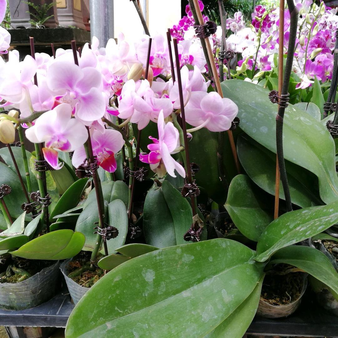 二姐的花园