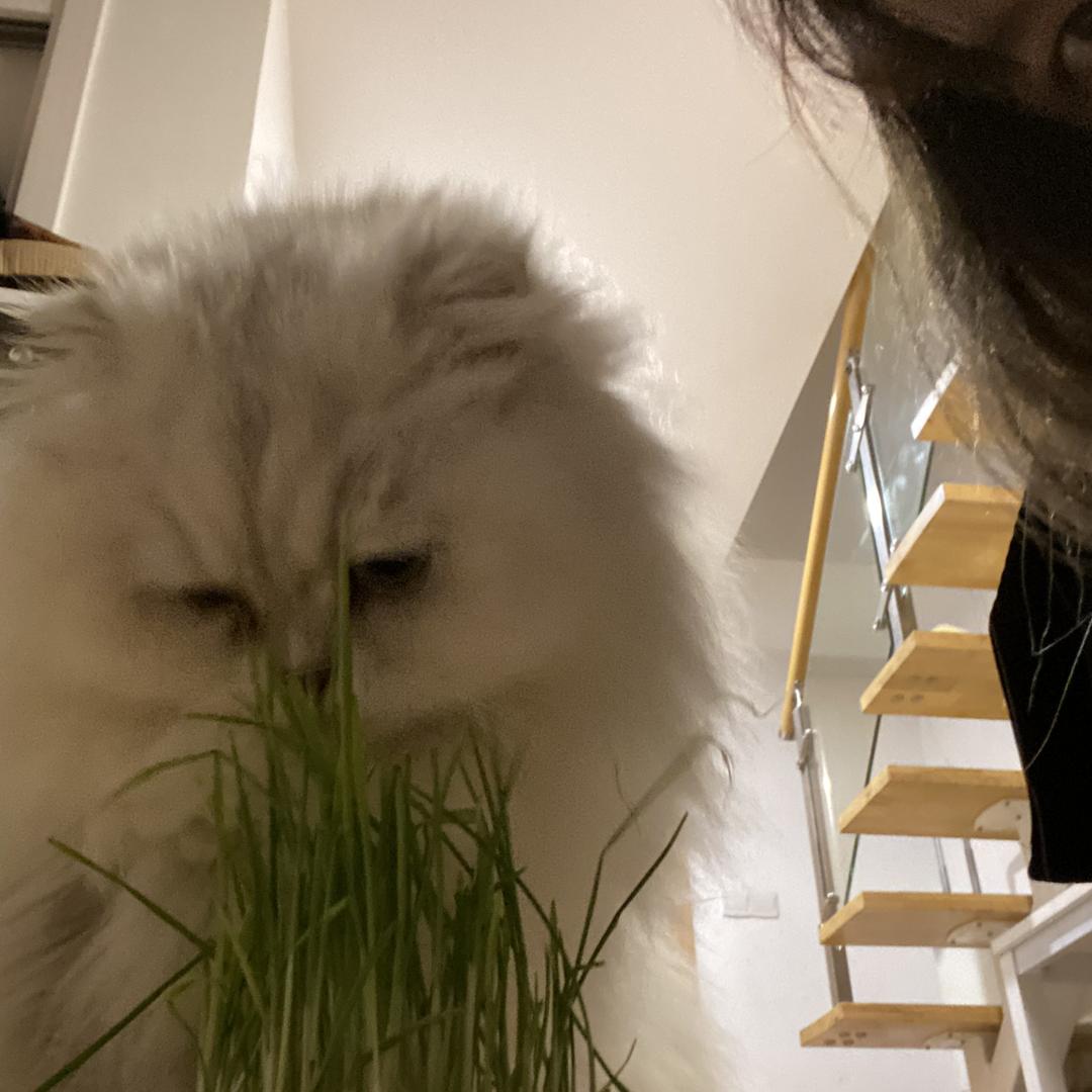 戴戴纯手工穿戴甲
