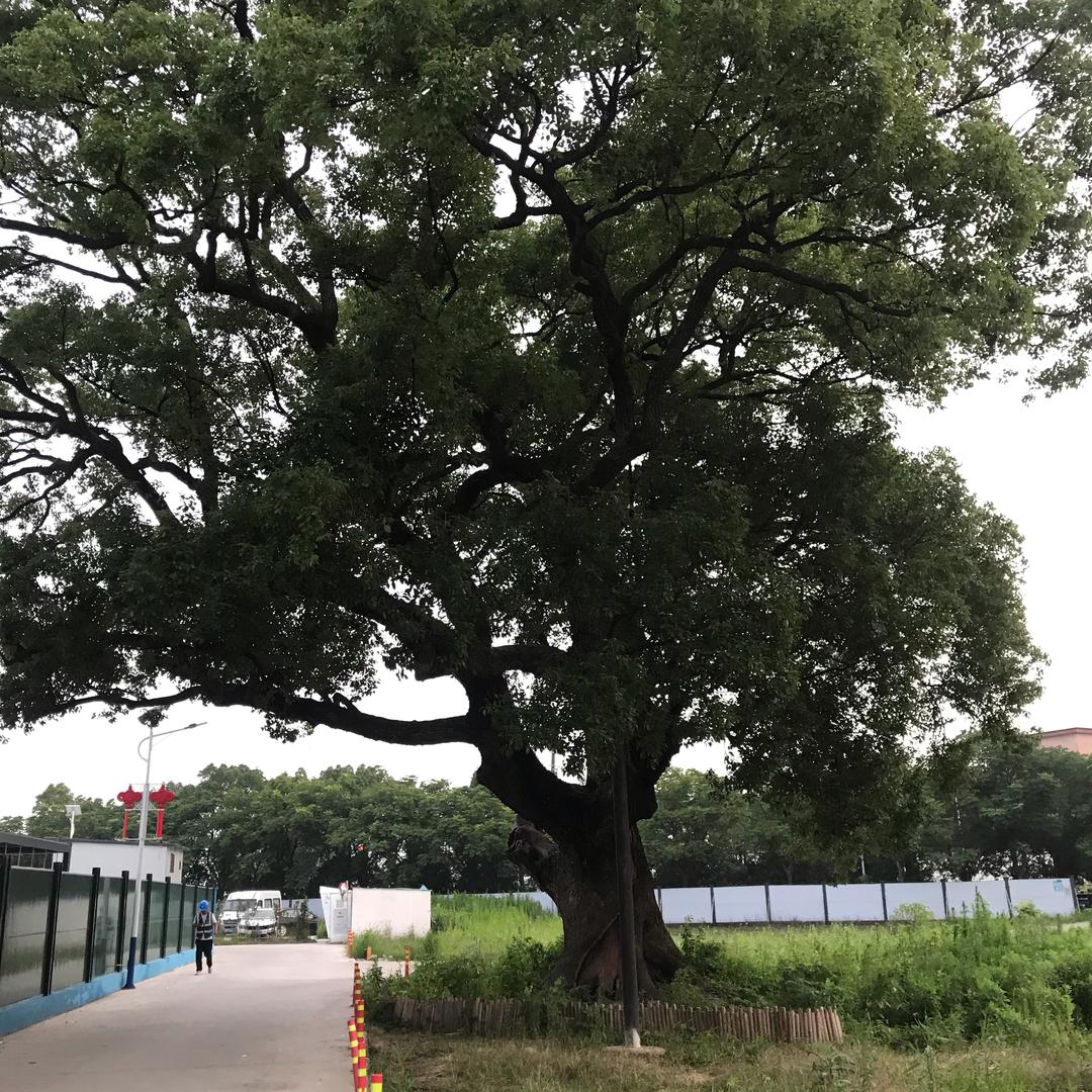 全家平安