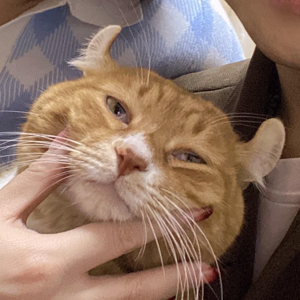 喵真家有只橘猪猪