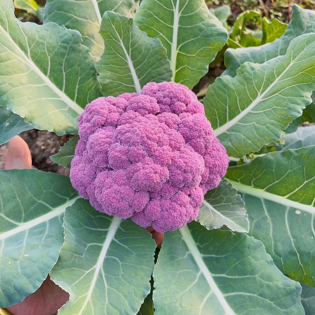 番茄熊种苗