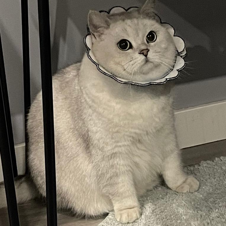 发糕不是糕