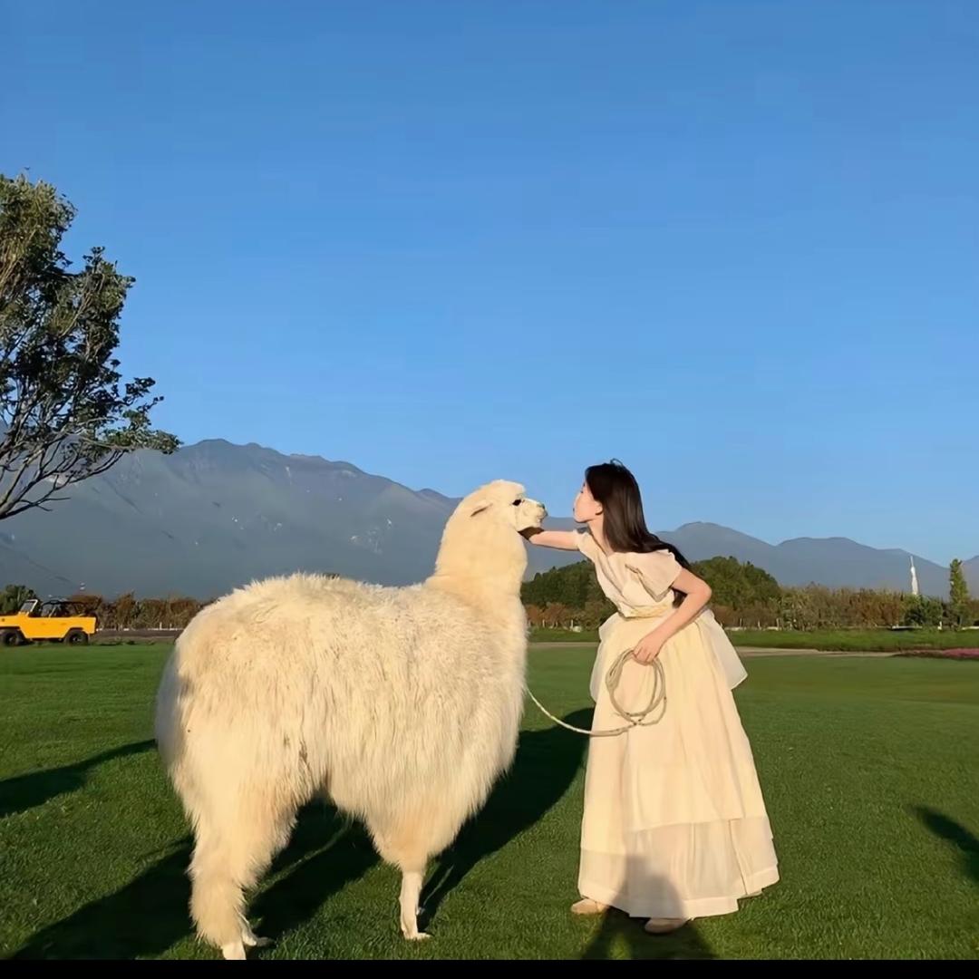 焦焦🧣