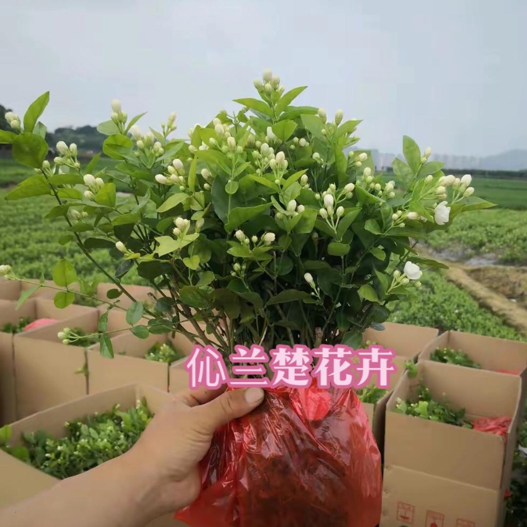 伈兰楚花卉