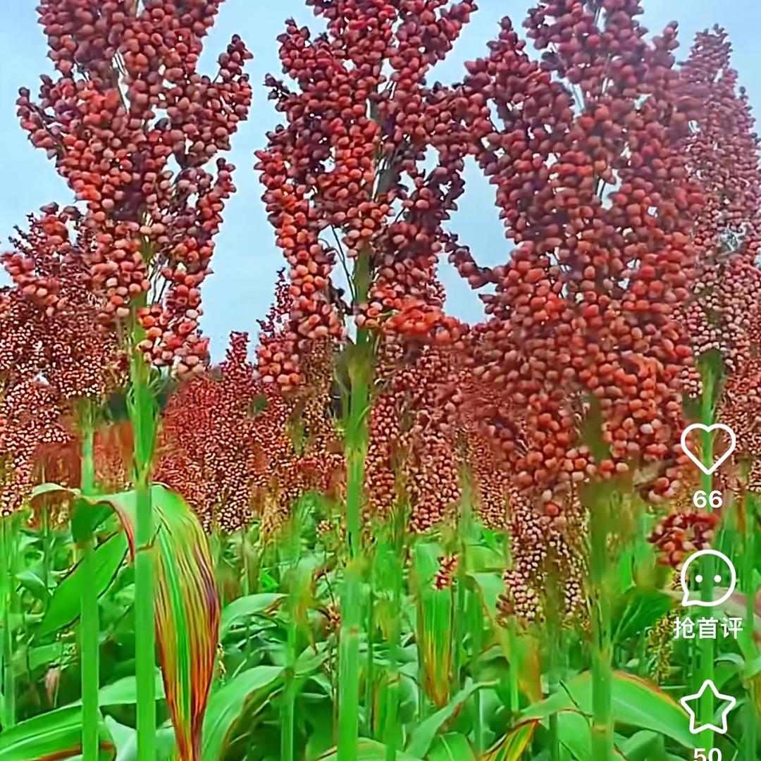 韩姐谈农资