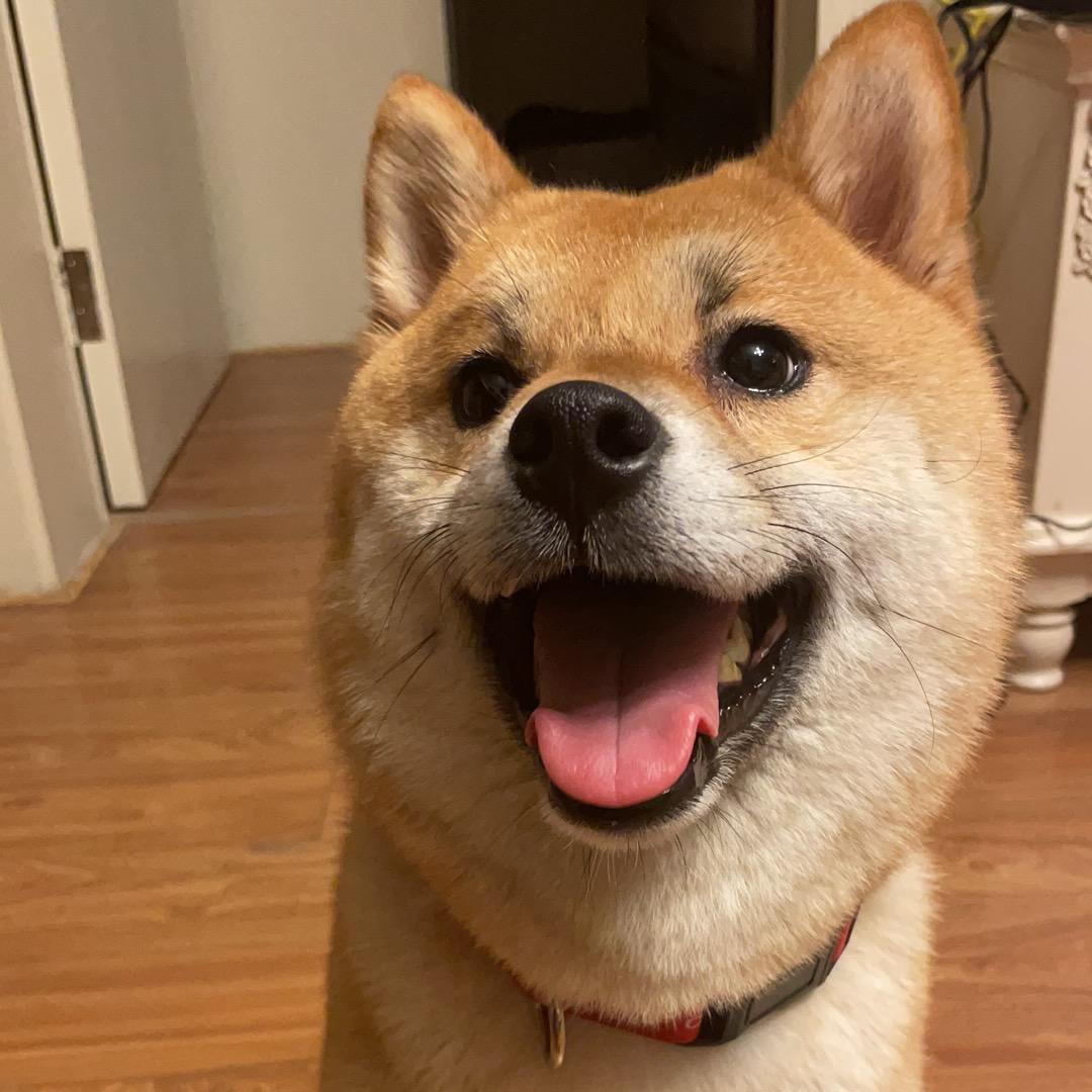 柴犬双喜