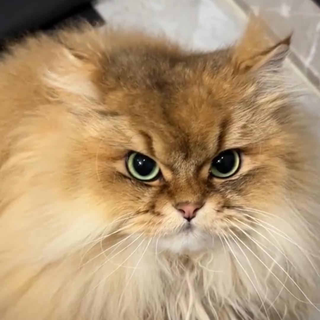 谢逊是只猫