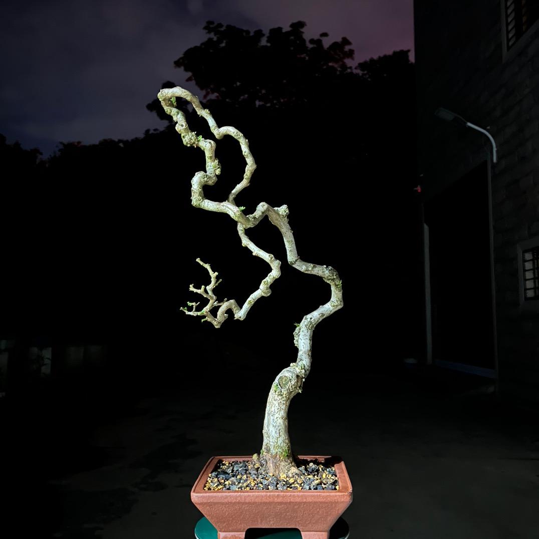 花见南庭