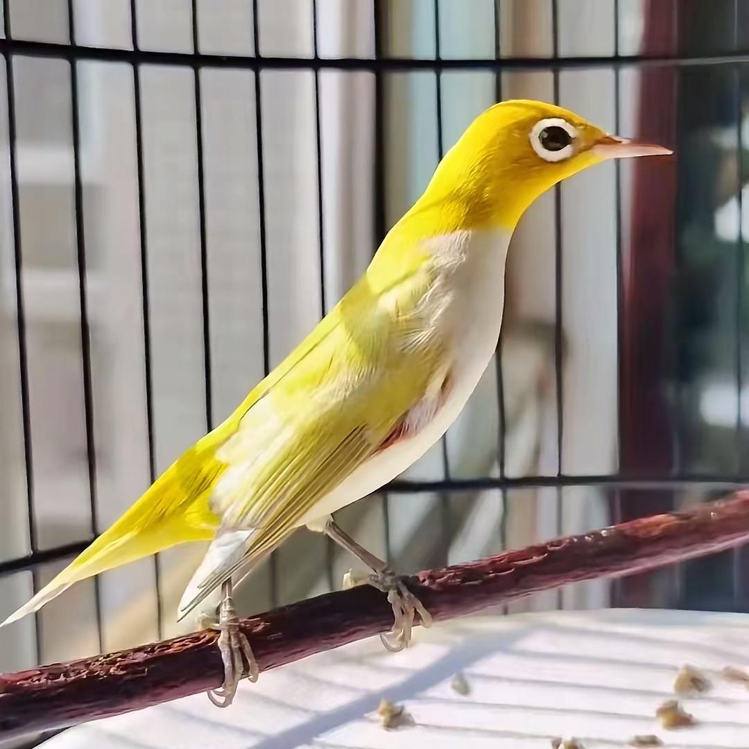 鸣绣巷