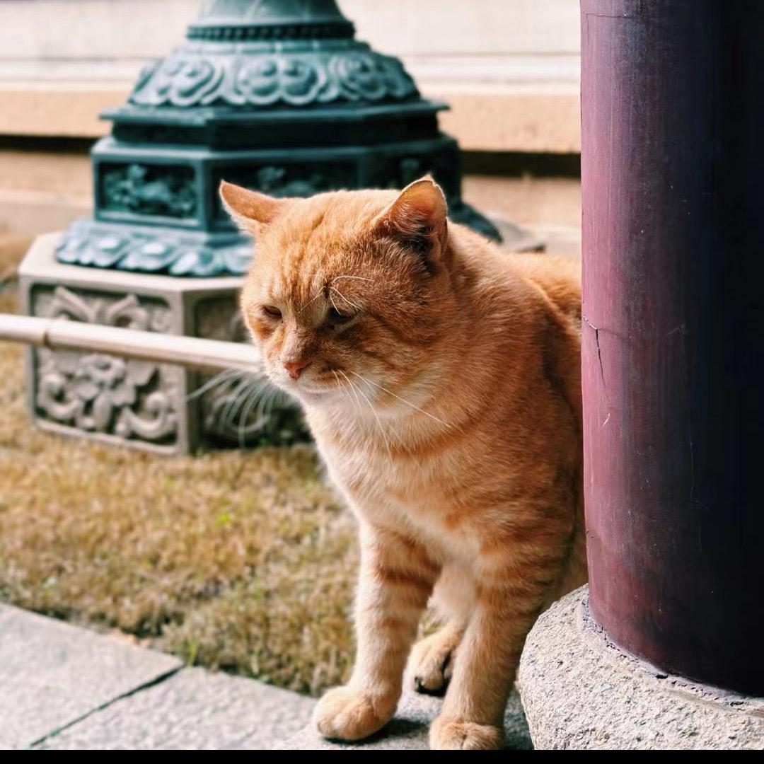 美式加很多冰