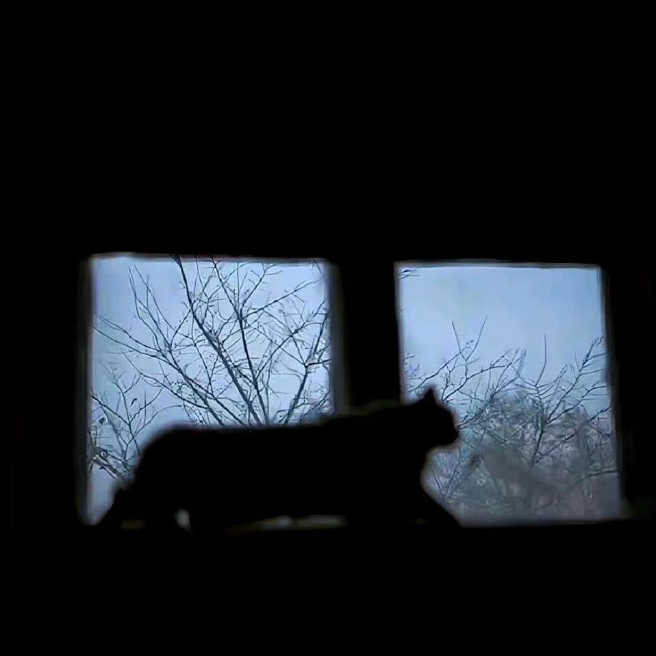 糟冷kt小猫