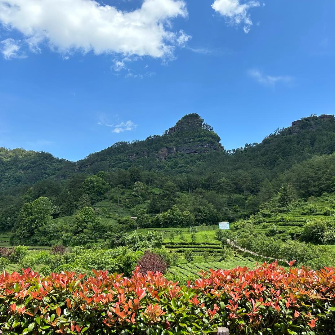 岩壮元-魁首