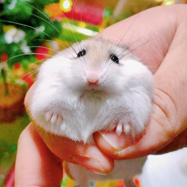 💡灯叔De宠物家🐱🐹🐶🦆